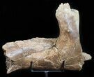 Hadrosaur Jaw Section With Three Teeth - Judith River Formation #50791-6